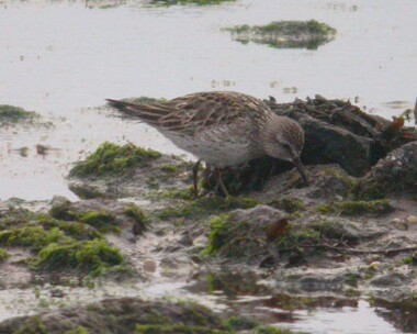 whiterumpedsand1 White-rumped Sandpiper Langness, Isle of Man
