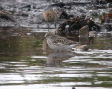 whiterumpedsand10 White-rumped Sandpiper Langness, Isle of Man