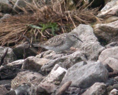 whiterumpedsand11 White-rumped Sandpiper Langness, Isle of Man