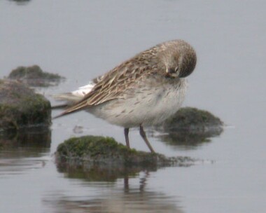 whiterumpedsand12 White-rumped Sandpiper Langness, Isle of Man