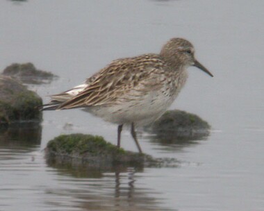 whiterumpedsand13 White-rumped Sandpiper Langness, Isle of Man