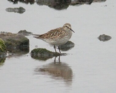 whiterumpedsand14 White-rumped Sandpiper Langness, Isle of Man