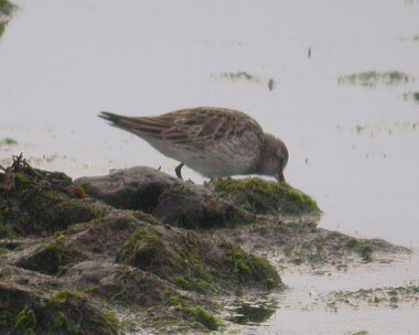 whiterumpedsand2 White-rumped Sandpiper Langness, Isle of Man