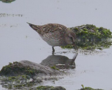 whiterumpedsand3 White-rumped Sandpiper Langness, Isle of Man