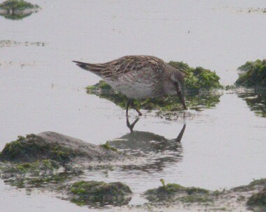 whiterumpedsand4 White-rumped Sandpiper Langness, Isle of Man