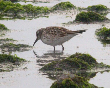 whiterumpedsand5 White-rumped Sandpiper Langness, Isle of Man