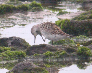 whiterumpedsand6 White-rumped Sandpiper Langness, Isle of Man