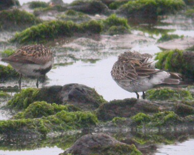 whiterumpedsand7 White-rumped Sandpiper Langness, Isle of Man