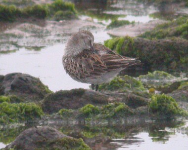 whiterumpedsand8 White-rumped Sandpiper Langness, Isle of Man