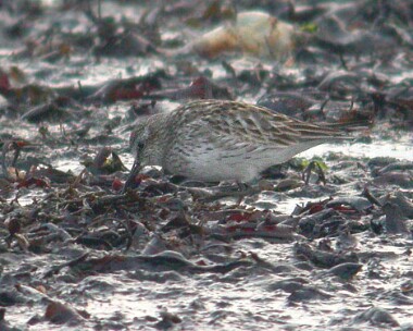whiterumpedsand9 White-rumped Sandpiper Langness, Isle of Man