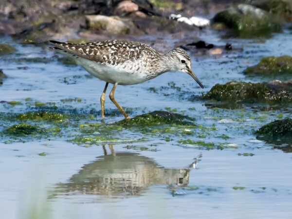 Wood Sandpiper