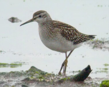 woodsandpiper Wood Sandpiper Langness, Isle of Man