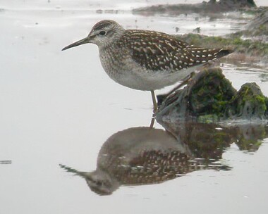 woodsandpiper2 Wood Sandpiper Langness, Isle of Man