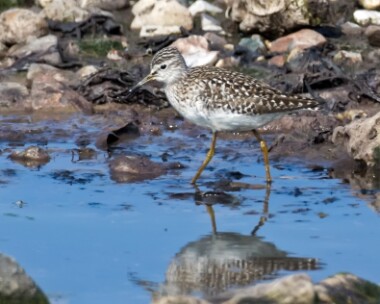 woodsandpiper270516 Wood Sandpiper Langness, Isle of Man