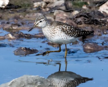 woodsandpiper270516b Wood Sandpiper Langness, Isle of Man