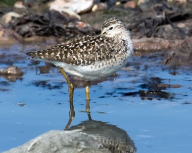 woodsandpiper270516c Wood Sandpiper Langness, Isle of Man