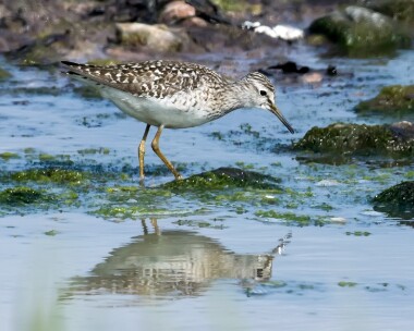 woodsandpiper270516d Wood Sandpiper Langness, Isle of Man