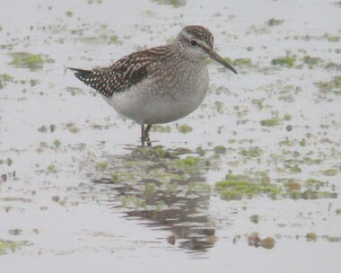 woodsandpiper3 Wood Sandpiper Langness, Isle of Man