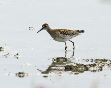 woodsandpiper300713 Wood Sandpiper Cley, Norfolk