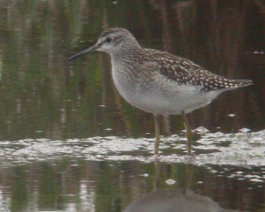 woodsandpiper4 Wood Sandpiper Langness, Isle of Man