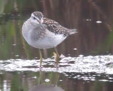 woodsandpiper5 Wood Sandpiper Langness, Isle of Man