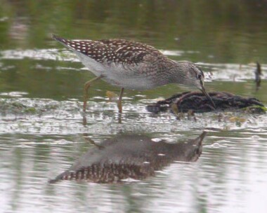 woodsandpiper6 Wood Sandpiper Langness, Isle of Man