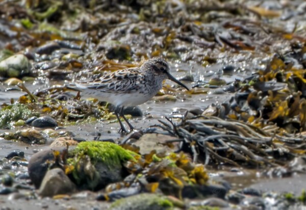 Broad-billed Sandpiper