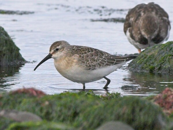 Curlew Sandpiper