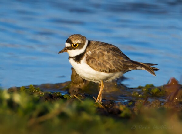 Little Ringed Plover