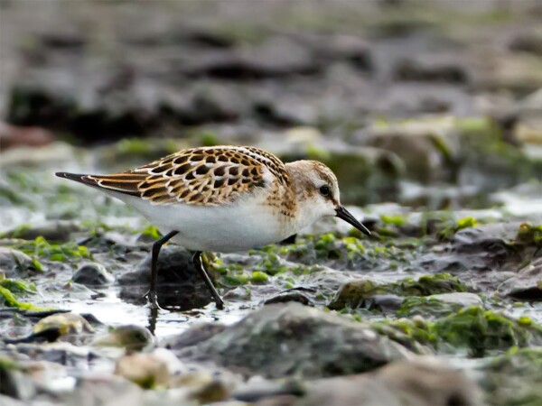 Little Stint