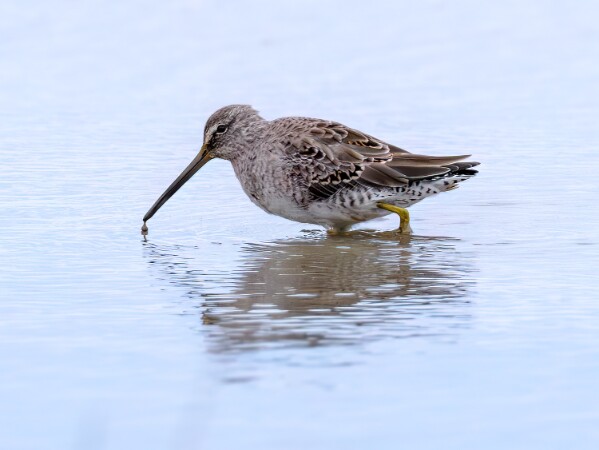 Long-billed Dowitcher