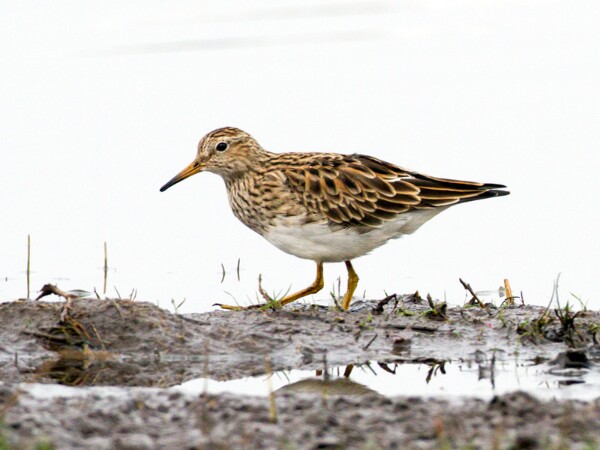 Pectoral Sandpiper