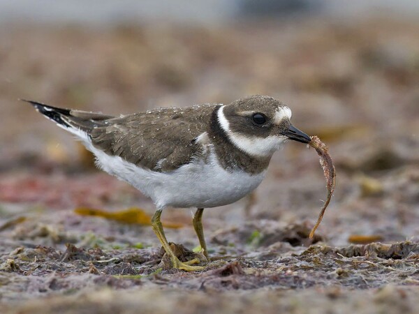 Ringed Plover