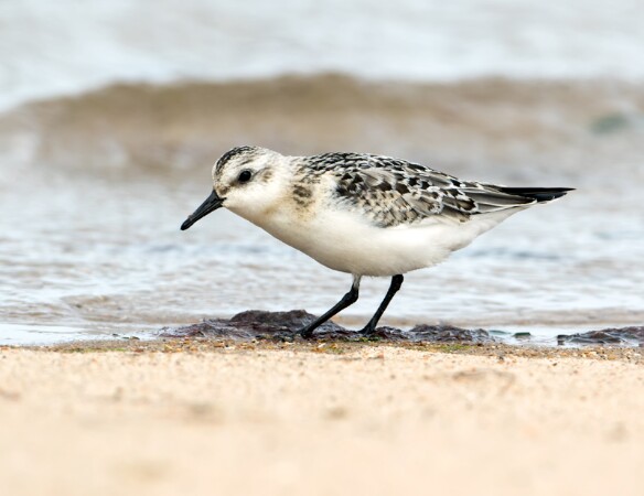 Sanderling