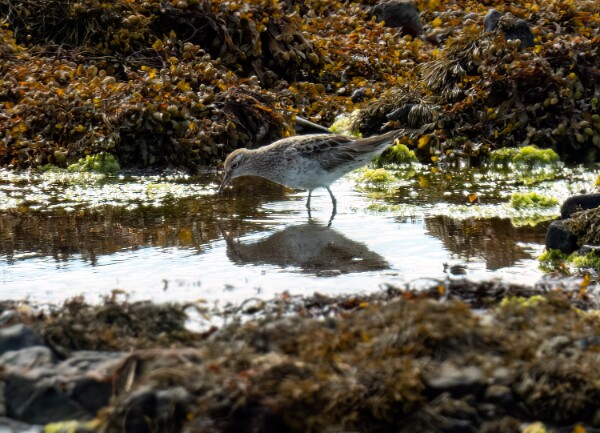 Sharp tailed Sandpiper