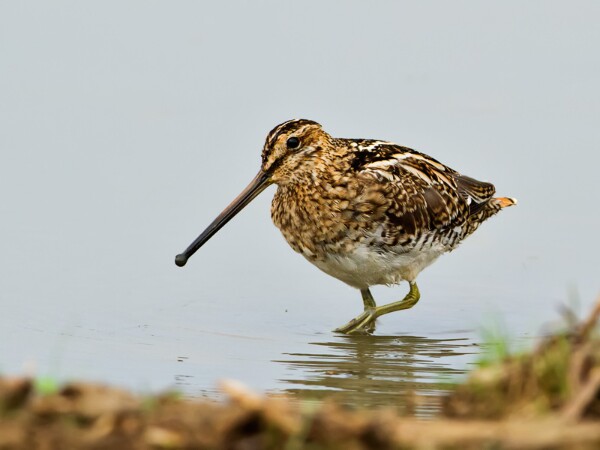 Snipe