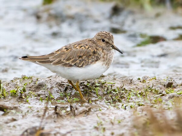Temmincks Stint