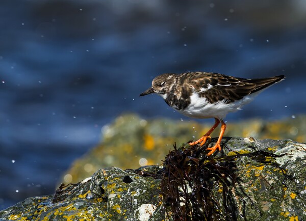 Turnstone