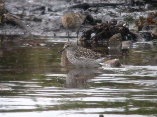 White-rumped Sandpiper