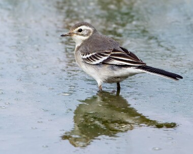 citrinewagtail.080911 Citrine Wagtail Cley, Norfolk