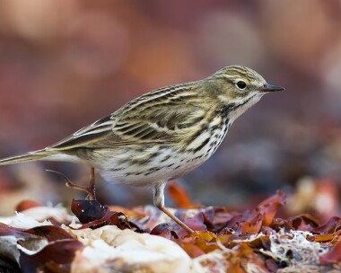 meadowpipit050513 Meadow Pipit Balranald, North Uist