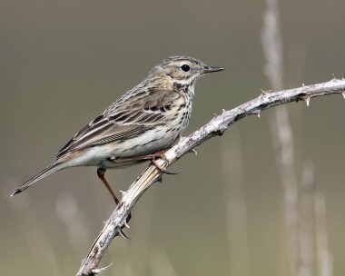 meadowpipit080516 Meadow Pipit Ballaghennie, Isle of Man
