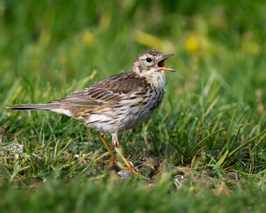 meadowpipit090711 Meadow Pipit Langness, Isle of Man