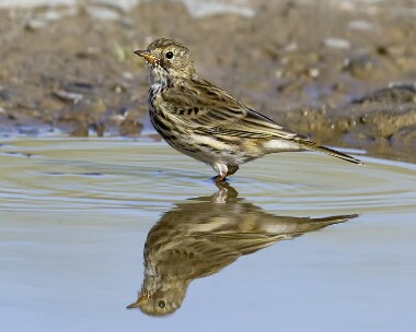 meadowpipit100909 Meadow Pipit, Smeale, Isle of Man