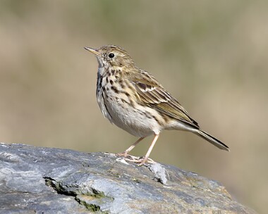 meadowpipit12 Meadow Pipit Derbyhaven, Isle of Man