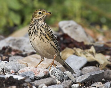 meadowpipit14 Meadow Pipit Derbyhaven, Isle of Man