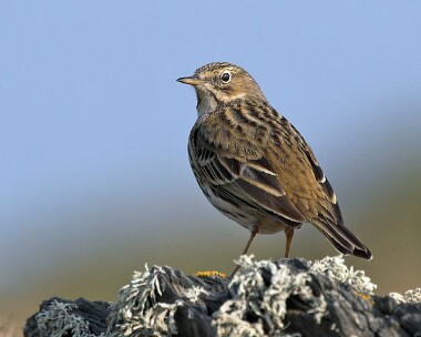 meadowpipit20070325 Meadow Pipit Fort Island, Isle of Man