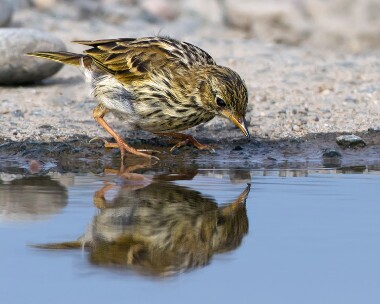 meadowpipit240710 Meadow Pipit Point of Ayre, Isle of Man