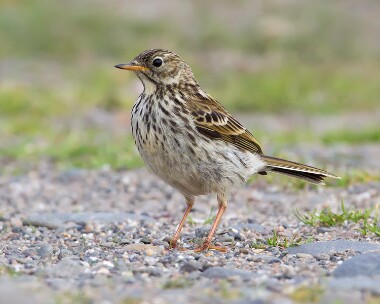 meadowpipit240710b Meadow Pipit Point of Ayre, Isle of Man