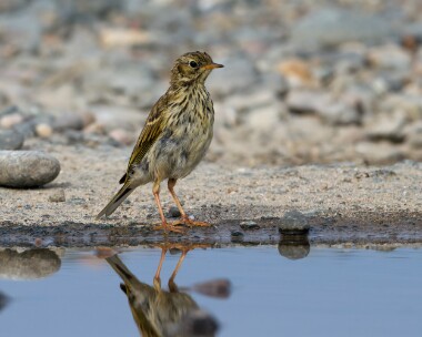 meadowpipit240710c Meadow Pipit Point of Ayre, Isle of Man